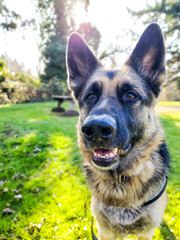 Spring shepherd