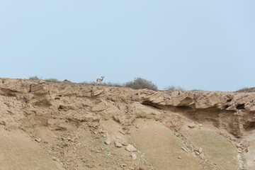 Gazelle in Hengam Island