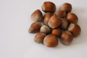 Hazelnut shell dried on white background