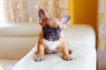 French bulldog puppy at home