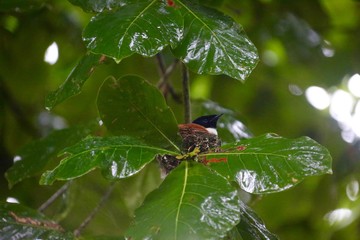 La Veuve, oiseu endémique de la Digue, Seychelles