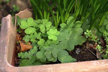 幸せのクローバー　緑　鉢植え　プランター