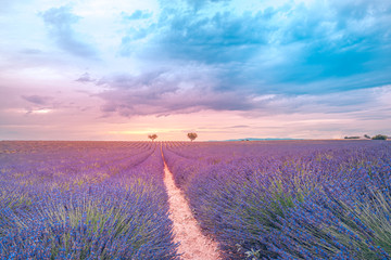 Fototapeta na wymiar Beautiful image of lavender field. Amazing sunset light and colors. Tranquil nature landscape, bright colors and clouds