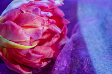 tulip. flower in spring, summer, March 8, a gift for Mother's Day. Congratulations on the holiday. beautiful background