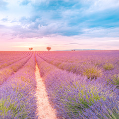 Fototapeta na wymiar Beautiful image of lavender field. Amazing sunset light and colors. Tranquil nature landscape, bright colors and clouds