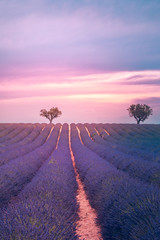 Beautiful image of lavender field. Amazing sunset light and colors. Tranquil nature landscape, bright colors and clouds