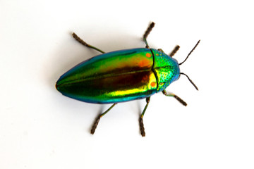 buprestis beetle buautiful shiny jawel bug  on  white background, green beetle nater