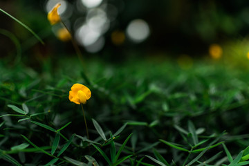Beautiful yellow flower with blurry and bokeh background, India, plant, flora, .