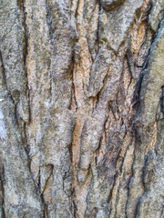 bark of a tree