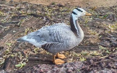 goose on lake