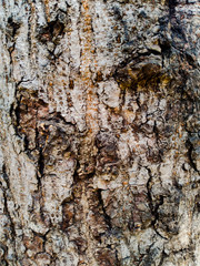 bark of a tree