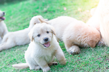 Golden retriever puppies stick out their tongue smiling and having fun on the lawn