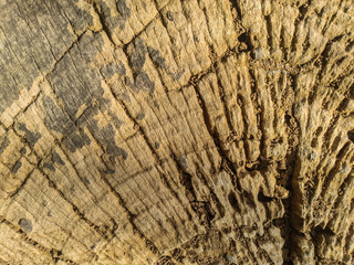 texture of wood