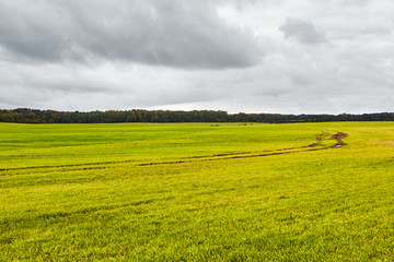 Green field landscape. Beautiful nature panorama. Agriculture.