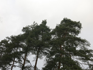 pine tops against a gloomy sky