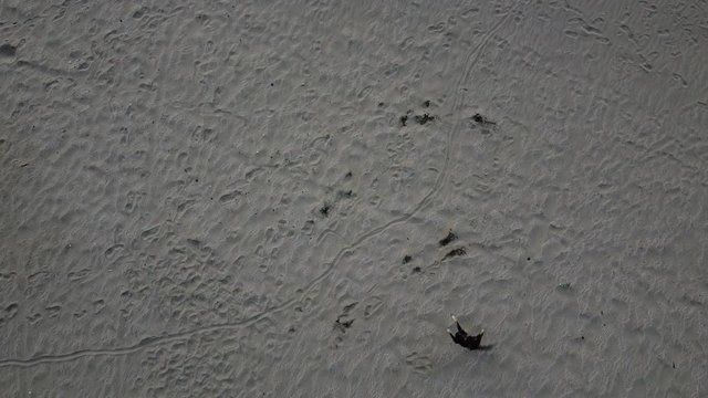 Stray dogs fighting drone on the beach