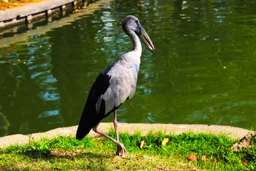 Asian open-billed stork is hunting fish and shellfish at the pond