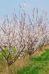 Almond orchard at march