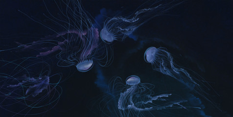 медузы в воде
