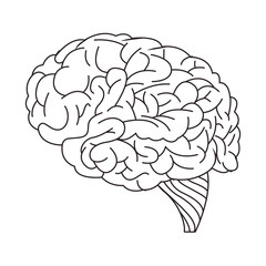 brain organ human isolated icon