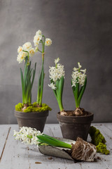Composition with white hyacinths potted, selective focus
