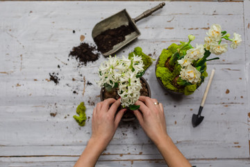Stages of planting hyacinths at home, gardening instruments, pot with soil, selective focus