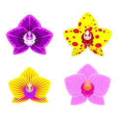 Vector set of orchid flower. Orchid flowers in different colors and shapes