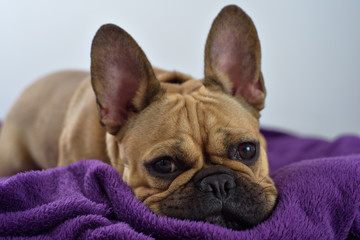 Puppy of french bulldog lies on a plaid