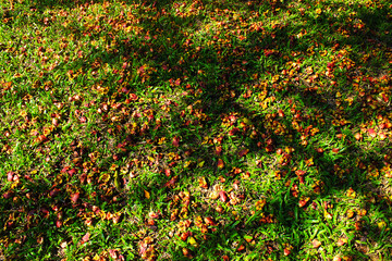 Flower of Mexican calabash or Jicaro or Morrito or Winged calabash on the grass