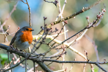 European robin perched on a tree, Erithacus rubecula, cute bird