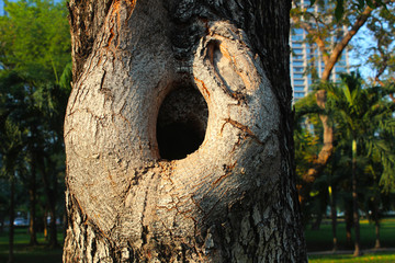 Obraz premium Large hole of a trunk