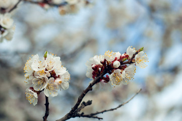 Apricot branch with flowers on blue sky background