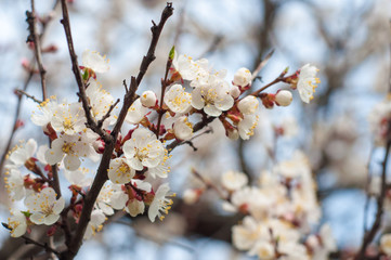 Fototapeta premium Apricot branch with flowers on blue sky background