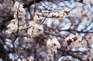 Apricot branch with flowers on blue sky background