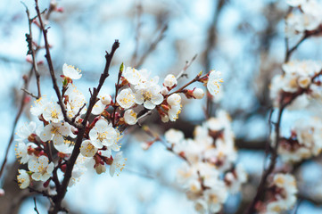 Apricot branch with flowers on blue sky background