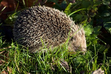 Hedgehog