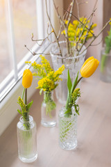 Composition with yellow vivid fresh tulips with mimosa in glass vases, selective focus