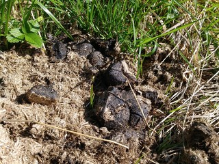 Horse manure on the grass
