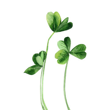 Clover plant. Green stems. Watercolour illustration isolated on white background.