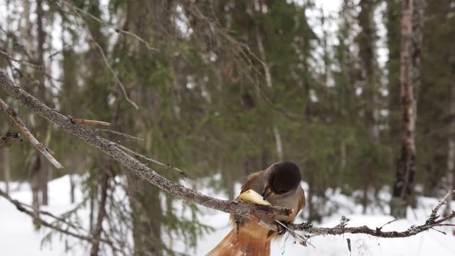 Siberian jay. Bird feeds on a tree branch