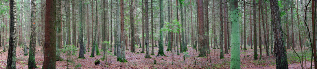 panorama of an old spruce forest with moss on the ground