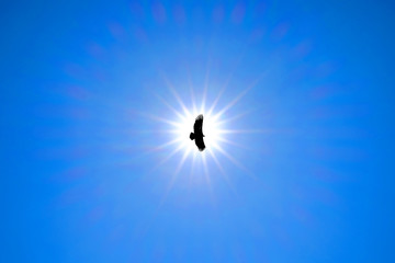 Silhouette Steppe eagle flying under the bright sun and clear blue sky in summer
