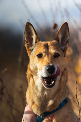 Confident mongrel dog sitting in countryside at nature