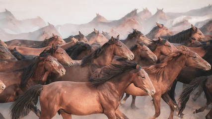 Fototapety  Konie biegnące i wzbijające kurz. Konie Yilki w Kayseri Turcja to dzikie konie bez właścicieli