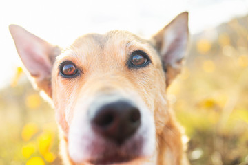 Mongrel dog with orange fur in countryside