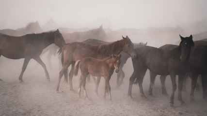Fototapeta na wymiar Horses running and kicking up dust. Yilki horses in Kayseri Turkey are wild horses with no owners