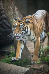 Fototapeta na wymiar Closeup of a Siberian tiger also know as Amur tiger (Panthera tigris altaica), the largest living cat