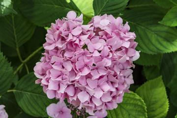 晴れの日の紫陽花