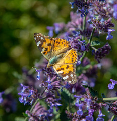 Sylt, flowers with painted lady