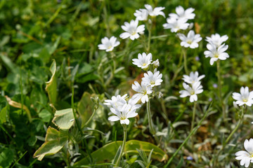 Side view of large group of white flowers of evergreen perennial Cerastium tomentosum plant in a sunny spring garden, beautiful outdoor floral background